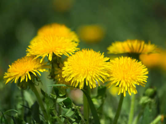 How to get rid of dandelions?