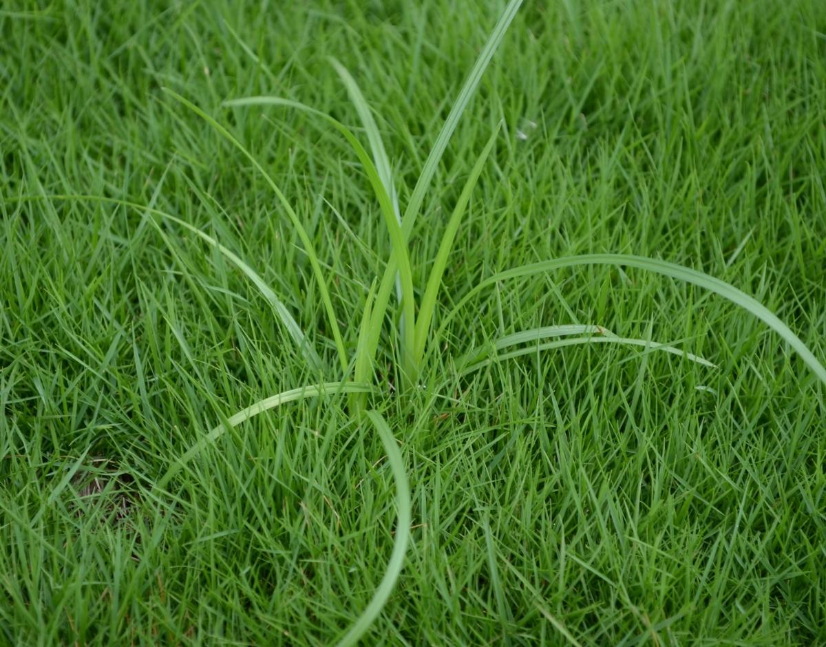 How to get rid of nutsedge?