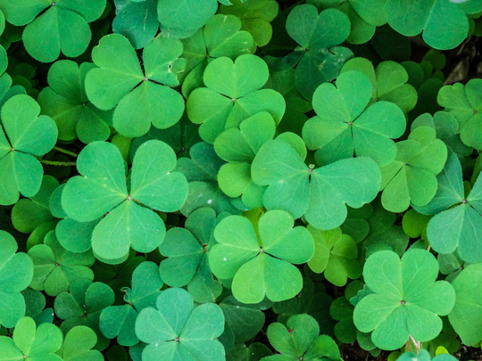 How to Get Rid Of Clover On Your Lawn